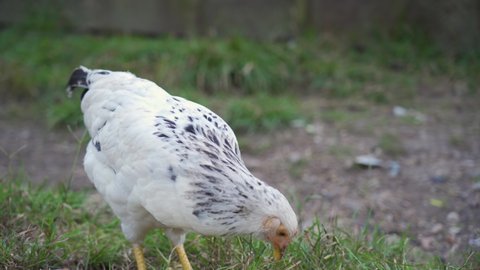 One white domestic chicken peck, forages green grass, looks for worms, seeds in country yard. Hen walking, feeding at bird ranch close up outdoor. Free range poultry farming concept, sunny day