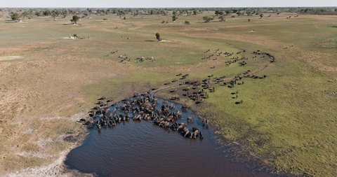 Aerial zoom in view of a large herd of Cape buffalo drinking at a river in the Okavango Delta, Botswana 