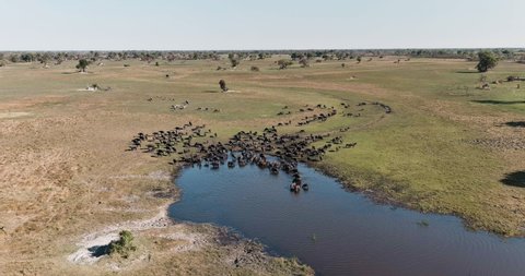 Aerial panning view of a large herd of Cape buffalo drinking at a river in the Okavango Delta, Botswana 