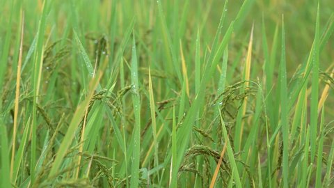 Rice field landscape in rainy season in Asia