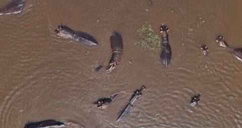 Aerial zoom out view of a pod of hippopotamus swimming in a river in the Okavango Delta, Botswana