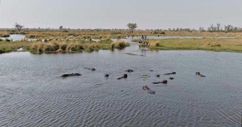 AFRICA,BOTSWANA,CIRCA 2021.Aerial view of tourists on a boat watching of a pod of hippopotamus swimming in a river in the Okavango Delta, Botswana