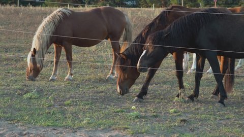 A herd of horses graze behind a wire fence.