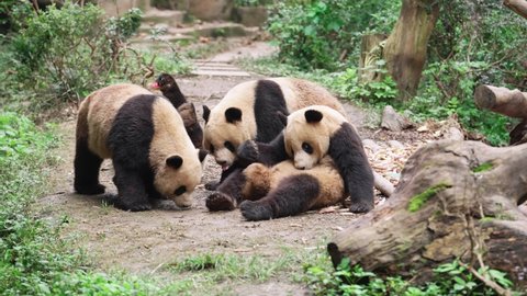 Group of adorable adult giant panda bears sitting together eating apples enjoy food at Chengdu China