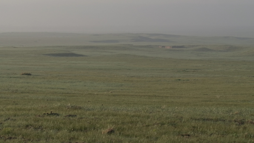 Great Plains Shortgrass Prairie Grasslands Summer Morning Calm Peaceful Quiet
