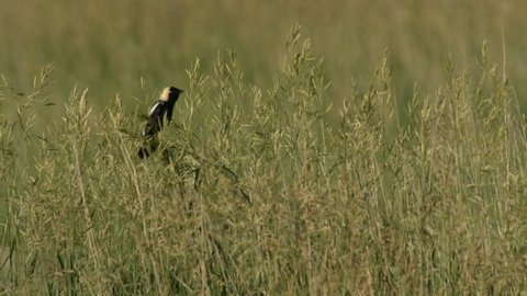Bobolink Male Songbird Calling Singing Song in South Dakota in Summer