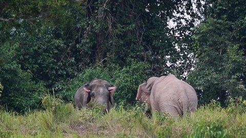 Flapping ears while facing another aggressive individual, one arrives from the left side to referee the match; Indian Elephant, Elephas maximus indicus, Thailand.