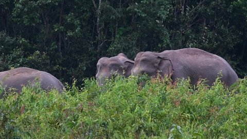 Two individuals jutting out from tall grassing to the left, one half of its body seen; Indian Elephant, Elephas maximus indicus, Thailand.