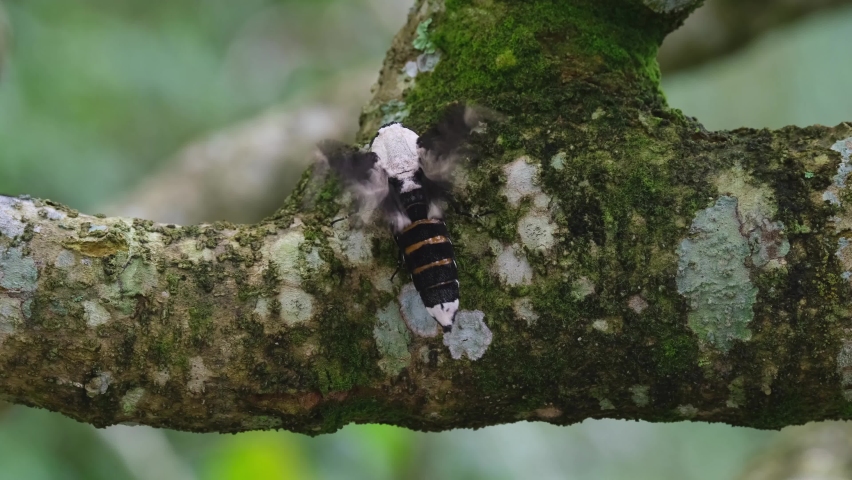 Flapping vigorously then stops while perched on a branch of a tree with moss; Moth, Xyleutes persona, Cossidae Family, Khao Yai National Park, Thailand.
