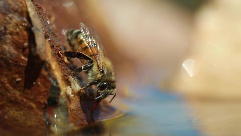 Honey bee perched vertically on rock drinks water, close up