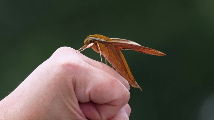 Seen landed on the fist of a person, lovely dark green background; Yam Hawkmoth, Theretra nessus, Khao Yai National Park, Thailand.