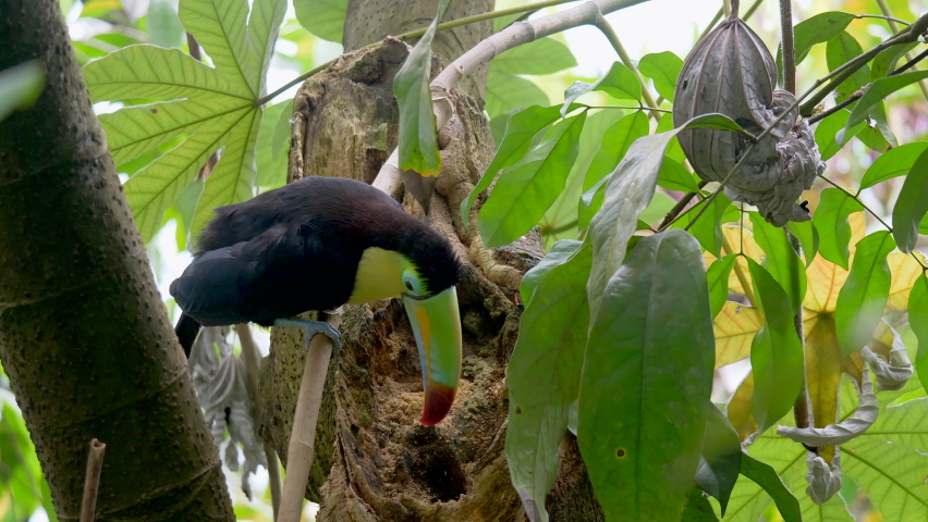Wild Keel-Billed Toucan eating and pecking food out of tropical tree in wilderness - Close up shot