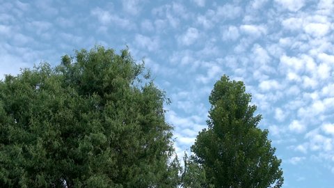 Altocumulus Clouds Over The Tall Green Trees Swaying At The Gentle Breeze. wide shot 