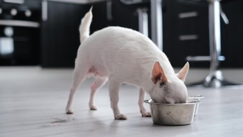 white purebred chihuahua dog eats from a bowl. animal feed. correct nutrition in dogs