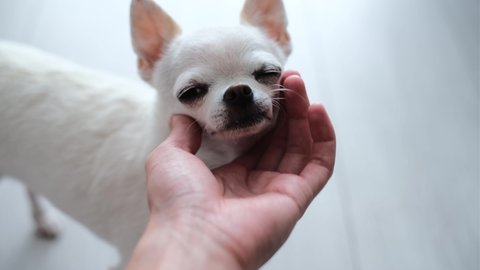 man stroking his little white chihuahua dog. the dog closed his eyes in pleasure