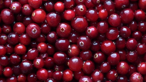 Harvest the red fresh cranberry, close up, top view. Beautiful texture with red berries background, rotate