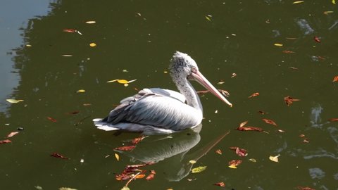 Close-up on an adult pelican. It swims in pelican ponds.