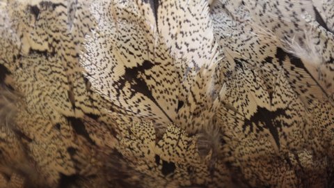 The houbara bustard (Chlamydotis undulata), also known as African houbara illegal hunting in Pakistan feather macro closeup 4k
