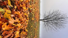 VERTICAL VIDEO, A lonely tree on an autumn meadow among colorful leaves in the morning with the rising sun against the gray sky
