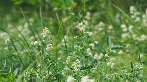 The small white flowers of the bedstraw or Galium in the meadow are swayed by a light breeze. Selective focus.