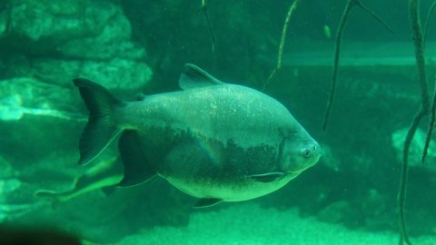Brown pacu from the piranha subfamily of the haracin family or of the piranha family in a large transparent aquarium