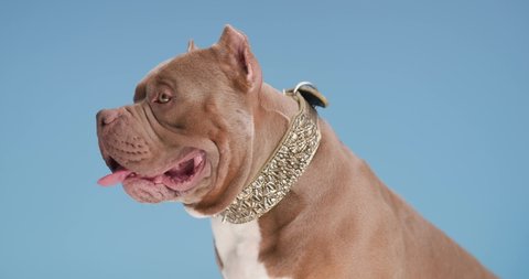 lovely American bulldog dog wearing golden collar, looking to side, panting and sticking out tongue while sitting against blue background in studio