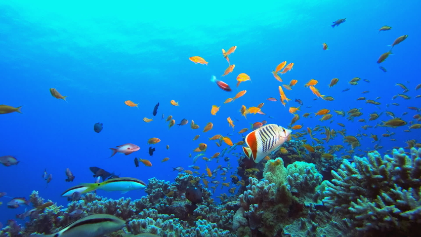 Colourful Fish. Tropical underwater sea fish. Underwater fish reef marine. Soft and hard corals. Underwater fish garden reef. Coral garden seascape.