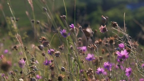 Green meadow in the mountains with flowers and summer grasses. Mixed wildflowers at sunset. UHD 4K