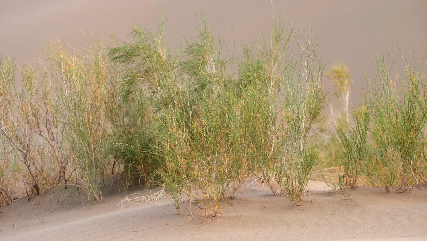 Close up shot of green desert vegetation swaying in the wind among the sand dunes. Bushes of green plants grow from the sand. 