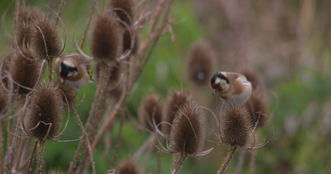 Goldfinch birds flying from tall plant to plant feeding on Teasel seeds