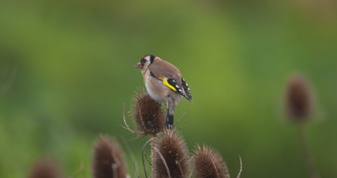 Goldfinch bird using thick strong beak to get at Teasel plant seeds slow motion