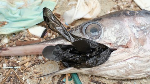 Sword Marlin Ocean Fish dead eating plastic rubber glove on a debris polluted sea habitat