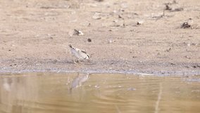 a high frame rate clip of a black-fronted dotterel feeding at redbank waterhole near alice springs in the northern territory, australia