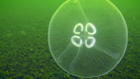 Common jellyfish or moon jelly (Aurelia aurita) pulsates slowly against a backdrop of green water, viewed from the top.