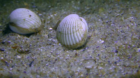 Cockle or Cardium clam (Cerastoderma sp.) burrows into the sandy bottom, accelerated motion.