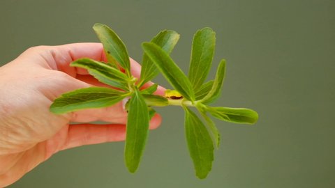 Stevia rebaudiana.Stevia fresh green twig in hand on green background.Organic natural low calorie sweetener. 4k footage