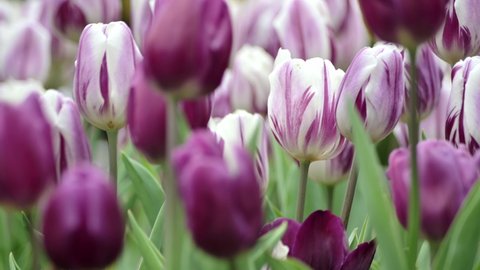 Close-up shot of purple tulips swaying in the wind in the garden on a beautiful spring day. Tulip festival. Beauty of nature. Vibrant color blooming in spring garden. Flower bed.
