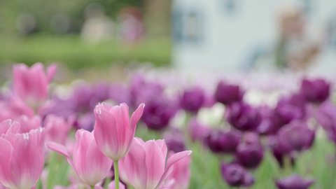 Close-up shot of pink tulips swaying in the wind in the garden on a beautiful spring day. Tulip festival. Beauty of nature. Vibrant color blooming in spring garden. Flower bed.