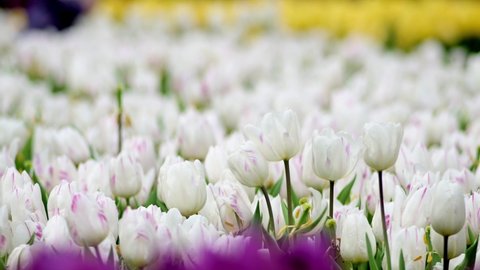 Close-up shot of white tulips swaying in the wind in the garden on a beautiful spring day. Tulip festival. Beauty of nature. Vibrant color blooming in spring garden. Flower bed.