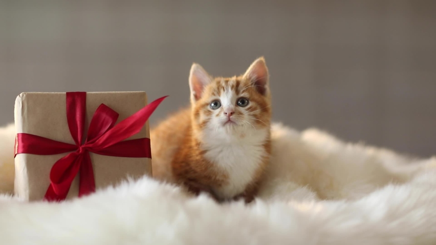 A red kitten sits next to a Christmas gift in the background of flashing lights