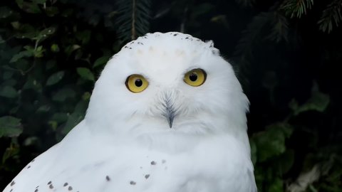 Close-up of a curious snowy owl looking into the camera lens, also known as the arctic owl, white owl and arctic owl