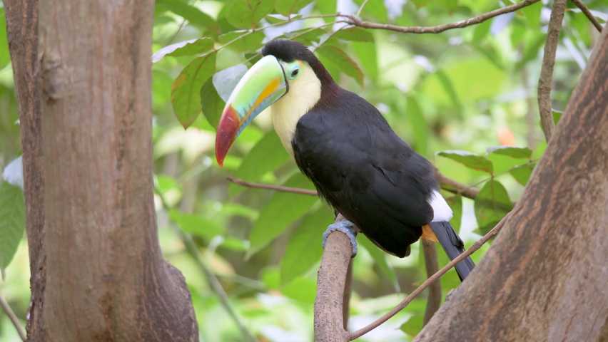 Close up shot of tropical Keel-Billed Toucan cleaning feathers with colorful beak - Prores High Quality Resolution footage 