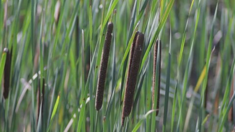 Cattail narrow-leaved swayed by the wind close up.