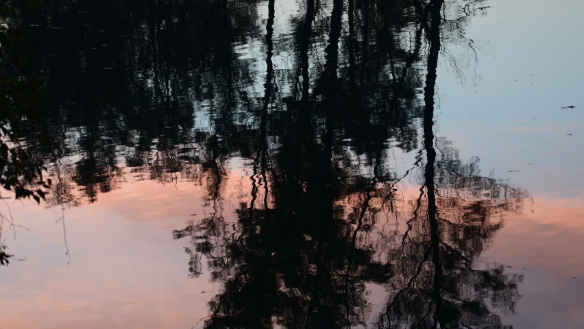 relfection of trees in the danube river near enns, upper austria