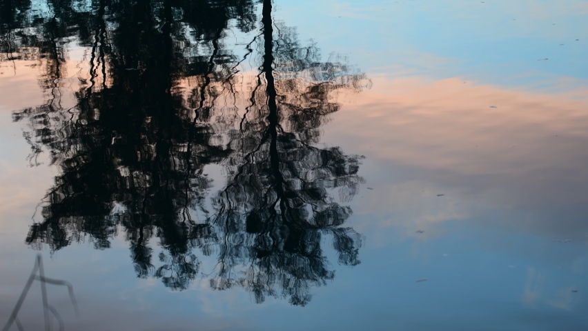 relfection of trees in the danube river near enns, upper austria
