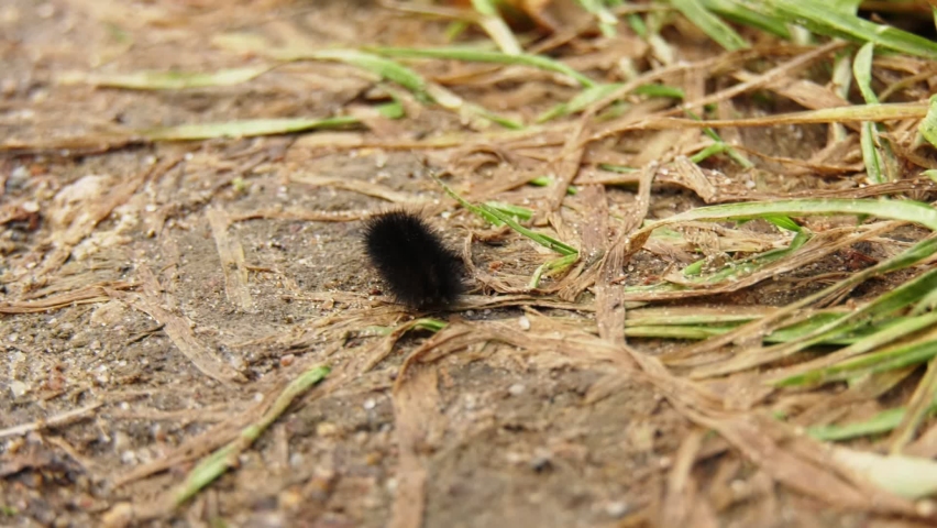 A hairy caterpillar crawls on the ground.