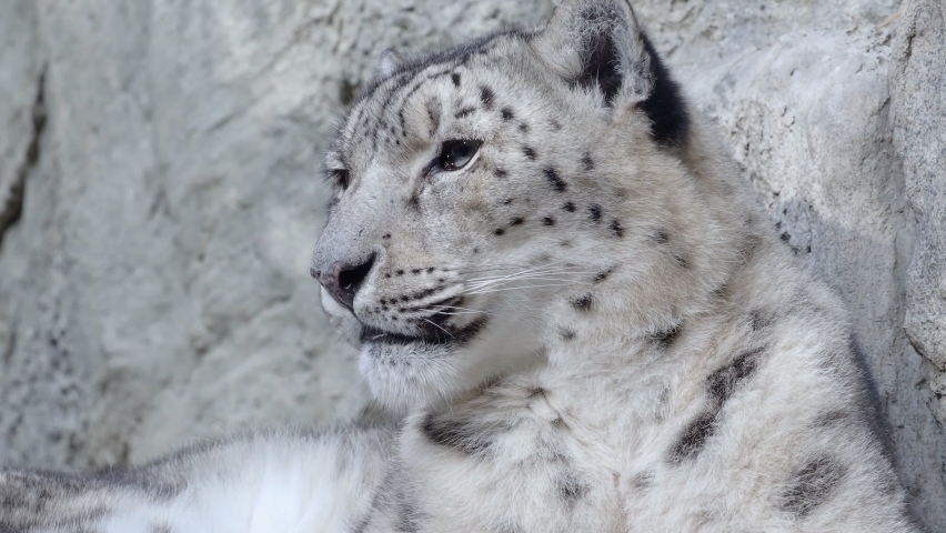 Snow leopard - Irbis (Panthera uncia). Royalty-Free Stock Footage #1081588121