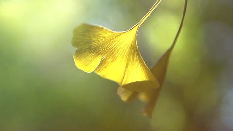 Ginkgo biloba leaves falling down from a tree in autumn garden. Gingko leaf in sun lite. Herbal medicine. Herbs. Alternative medicine concept. Nature background. Slow motion