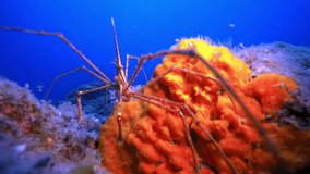 Macro video about sea spider underwater on bottom of volcanic origin in Atlantic ocean. Marine inhabitants on Bright yellow orange undersea world on seabed of La Palma Canary Islands.