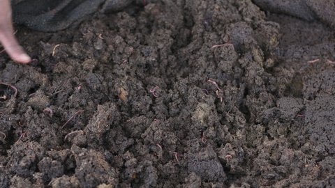 Red worms in natural organic fertilizer made from cow dung shit for organic farming